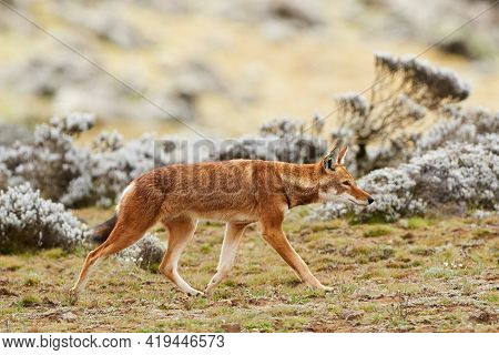 Ethiopian Wolf (canis Simensis), Endemic Canid Af Ethiopia, Is One Of The World's Rarest Canids, And