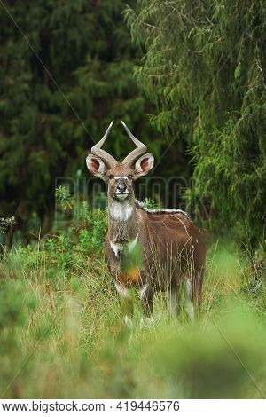 Mountain Nyala (tragelaphus Buxtoni), A Beautiful Endangered Antelope That Lives In A Small Area Of 