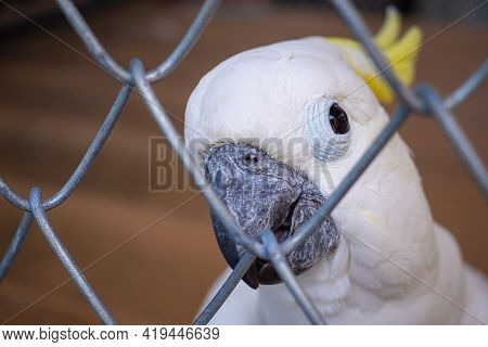 Close-up Shot Of A White Cockatoo In A Cage. Portrait Of A White Parrot Posing For Camera
