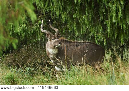 Mountain Nyala (tragelaphus Buxtoni), A Beautiful Endangered Antelope That Lives In A Small Area Of 