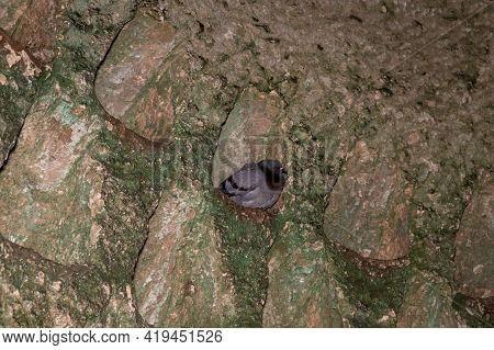 A Wild Pigeon Sits In A Niche For Pigeons In The Wall Of The Economic Cave - Columbarium - A Dovecot