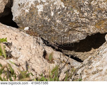 A Stone Lizard Hides Between Stones Near The Excavations Of The Ancient Maresha City In Beit Guvrin,