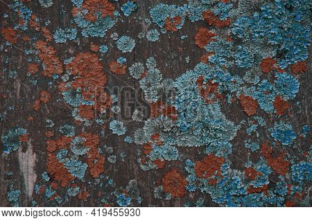 Blue And Orange Lichen On A Tree. Defeat Of The Tree Trunk Lichen. The Texture Of Wood And Lichen. A