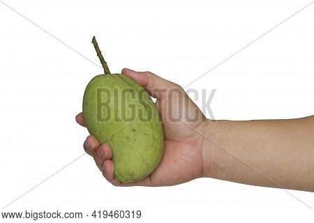 Hand Holding Raw Mango Isolated On White Background With Cipping Path.