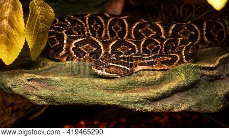 Deadly Poisonous Urutu Snake. Dangerous Snake In The Zoo. Terrarium Photo