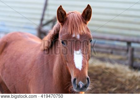 Horse. Portrait Of Nice Brown Horse In Stable