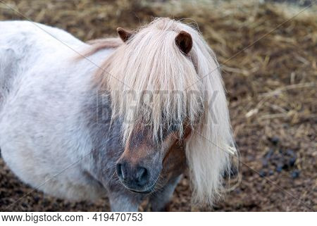 Pony Horse. Portrait Of A Grey Pony Horse