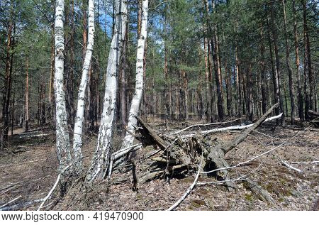 Pine forest in Kiev Region,Ukraine. Natyre of Eastern Europe