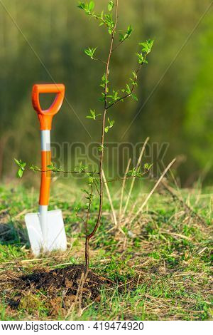 Shovel And Tree Sprout Spring Planting In The Park Concept Ecology, Tree Planting