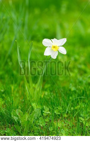 Natural Flowerbed, White Fresh Narcissus.