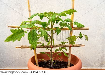 View Of A Tomato Plant In Full Growth Attached By Red Ties To A Structure Of Reeds In The Urban Gard