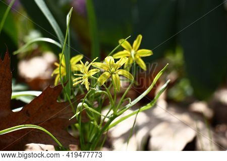 Spring Sunny Day. The Gagea Blossomed In Small Yellow Flowers Among The Fallen-down Brown Leaves Of 