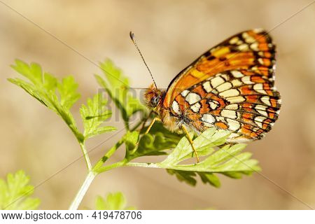 Northern Checkerspot Butterfly Perched On A Plant. Foothills Park, Santa Clara County, California, U