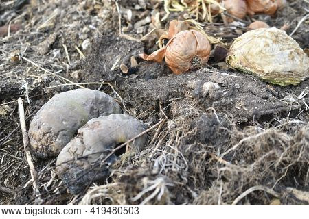 Garbage Rotting Pile With Vegetables And Pumpkin Cesspool