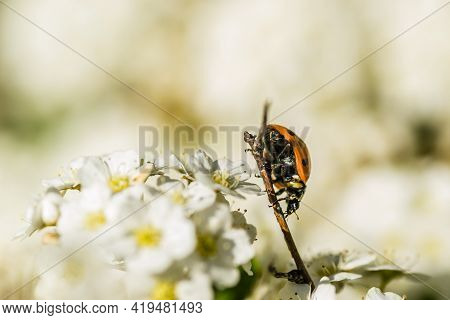 Ladybug - Coccinellidae, On The Small Snow-white Flowers Of The Plant Lobularia Maritima Alissum Mar