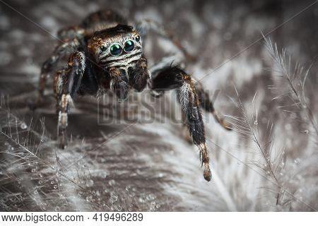 Jumping Spider On The Gray Variegated Feathers With Water Drops
