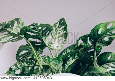Monstera Monkey Mask, Or Official Name Monstera Adansonii, The Adansons Monstera, Swiss Cheese Plant
