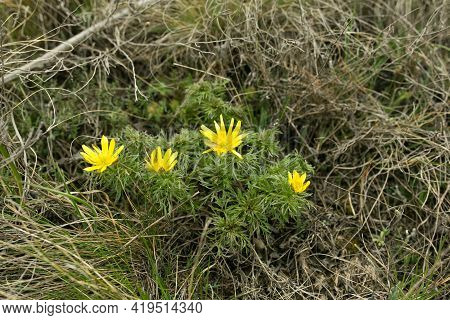 Spring Adonis Flower In The Fields And Hills, Ukraine. The Pheasant's Eye Grows In Sheep Pasture In