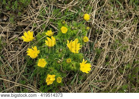 Spring Adonis Flower In The Fields And Hills, Ukraine. The Pheasant's Eye Grows In Sheep Pasture In