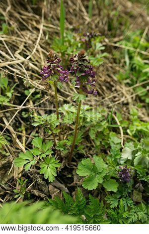Flower Blue Broomrape On The Green Grass. Purple  Wildflower.