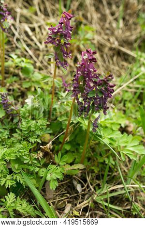 Flower blue broomrape on the green grass. Purple  Wildflower.