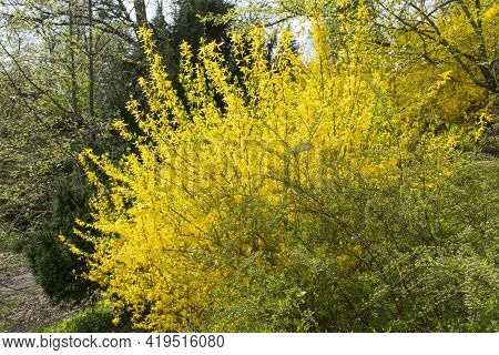Forsythia Flowers In Front Of With Green Grass And Dark Green Bushes. Golden Bell, Border Forsythia 