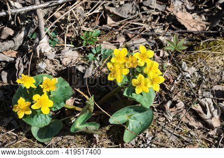 Caltha. Yellow Spring Flowers On The Background Of Last Year's Fallen Leaves. Selective Focus.