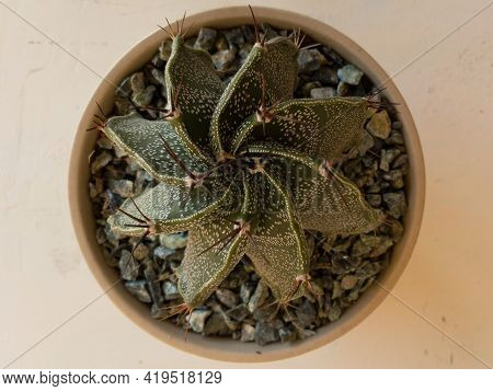 Top View From Above A Astrophytum Ornatum Cactus Bishop's Cap Or Monk's Hood Cactus Closeup