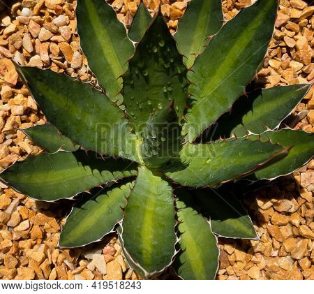Close Up Top View Of Agaveunivitta Plant With A Stripe In The Center Of Leaves