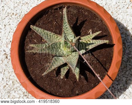 Pink Blush Aloe Succulent Plant Potted In A Terracotta Pot Top View Outdoor With A White Gravels Bac