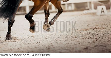 Feet Running Sports Bay Horse. Legs Of A Sporting Horse In Knee-caps. Dust Under The Horse's Hooves.