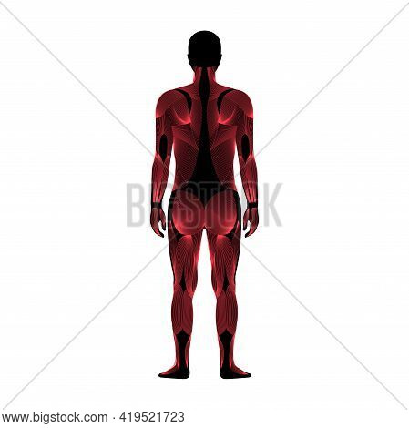 Human Muscular System Anatomical Poster. Structure Of Muscle Groups Of Men In Back View. Trapezius, 