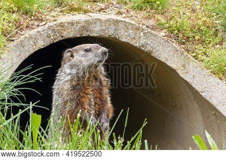 Close Up Isolated Image Of A Groundhog (marmota Monax) At The Entrance Of A Concrete Rain Drain Pipe