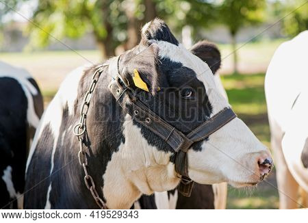 Cows In A Farm. Dairy Cows In A Farm