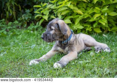 Portrait Of Young Irish Wolfhound On Green Lawn.irish Wolfhound Puppy Relaxing, Has Fun In The Park.