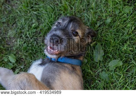 Portrait Of Young Irish Wolfhound On Green Lawn.irish Wolfhound Puppy Relaxing, Has Fun In The Park.
