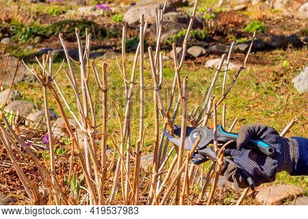 Spring Pruning With Hand Pruning Shears Of A Tree Hydrangea Bush In The Garden.