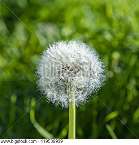 Detail Of Dandelion In Spring Time At The Meadow