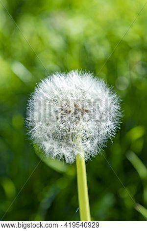 Detail Of Dandelion In Spring Time At The Meadow