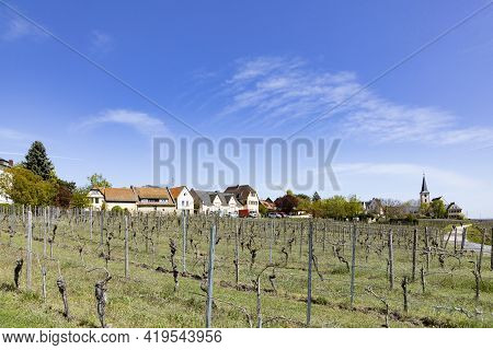 Vineyard With Old Winery Buildings In Hochheim, Germany In Spring Time