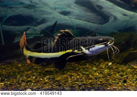 Red-tailed Catfish Phractocephalus Hemioliopterus On Natural Background