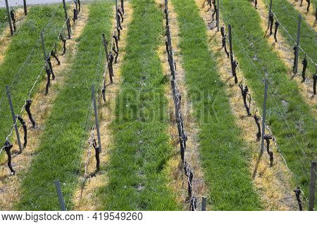 Detail Of Vineyard In Spring With Green Grass