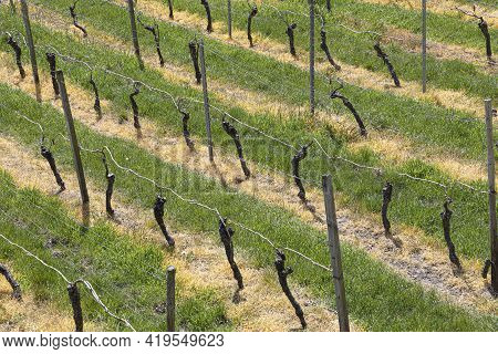 Detail Of Vineyard In Spring With Green Grass