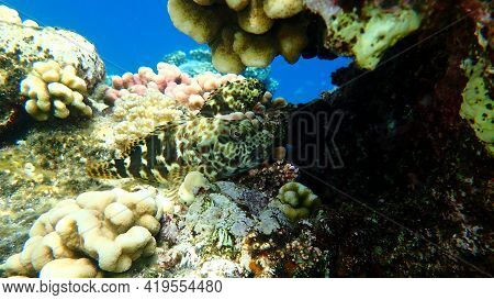 Stocky Hawkfish Or Whitespotted Hawkfish Or Large Hawkfish (cirrhitichthys Oxycephalus) Undersea, Re