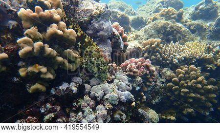 Stocky Hawkfish Or Whitespotted Hawkfish Or Large Hawkfish (cirrhitichthys Oxycephalus) Undersea, Re
