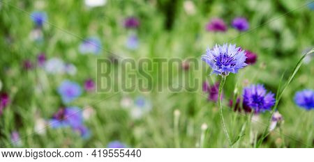 Summer Cornflower Centaurea Cyanus Blue Flower Web Banner. Blooming Colorful Cornflowers. Glade Of C