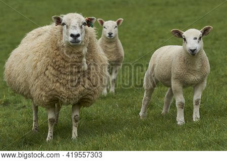 Sheep And Lambs In Lush Green Fields Of The Woolley Valley, An Area Of Outstanding Natural Beauty In