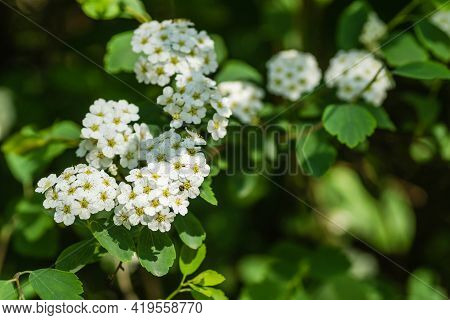 Tiny Snow-white Lilac Flowers Lobularia Maritima Alissum Maritimum, Sweet Alissum Or Sweet Alison, A
