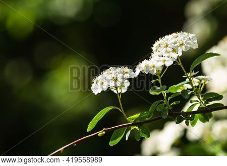 Tiny Snow-white Lilac Flowers Lobularia Maritima Alissum Maritimum, Sweet Alissum Or Sweet Alison, A