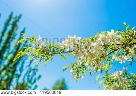 Cerry Flowers Blooming On A Spring Cherry Tree.